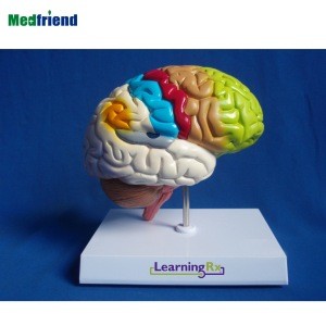 Factory Price Anatomial  Colored Human Brain Model - Half Brain