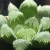 Import Farm supply Haworthia cooperi v. truncata live succulent plant from China