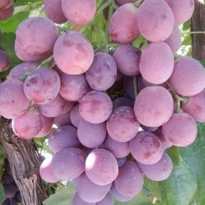 Flesh Seedless Grapes 100% Quality Fresh Grapes