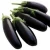 Import Fresh Aubergine / Terung Panjang / vegetable / Eggplant from Thailand