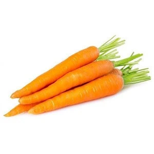 Fresh Carrots wholesale supplier