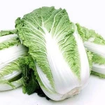 Fresh Celery Cabbage