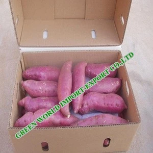 FRESH FROZEN SWEET POTATO WITH BEST PRICE - HIGH QUALITY - CONTINUED HOT SALE