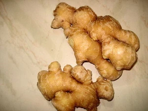 Fresh Ginger Quality Ginger from Africa