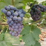 Fresh grapes