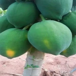 Fresh green papaya From India