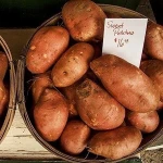 fresh purple sweet potato,egyptian sweet potato,fresh sweet potato