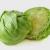 Import Fresh Round Cabbage Good Quality From VIETNAM with Cheap Price from Vietnam