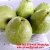 Import Fresh sweet GUAVA +84963818434 whatsapp from Vietnam