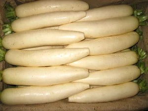 fresh White radish