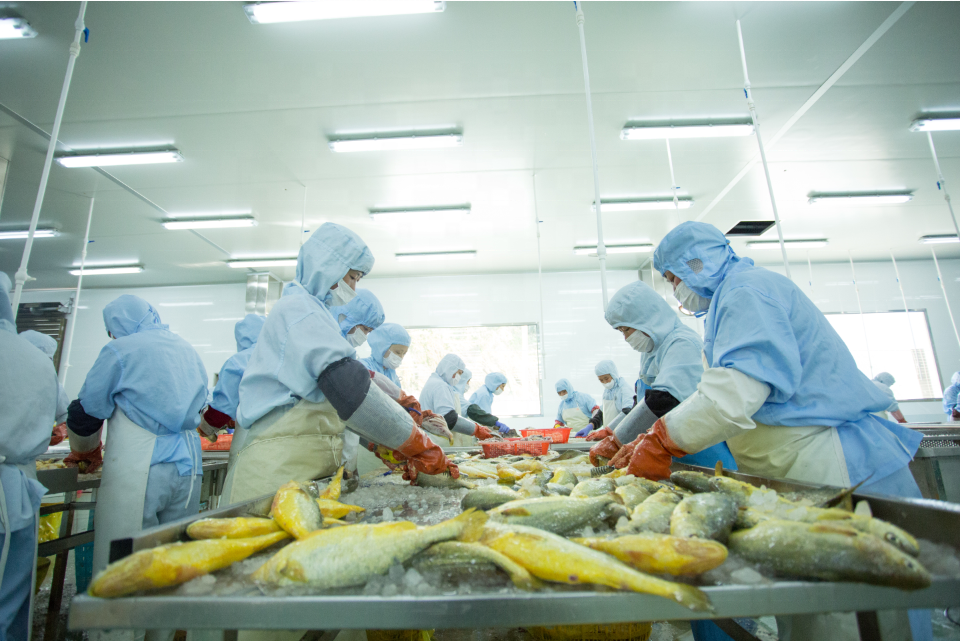 Buy Frozen Dry Fish Yellow Croaker Dried Salted Seafood For Fish Buyers 280g from Sandugang