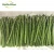 Import frozen vegetables fresh green asparagus spear from China