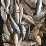 Frozen wholesale seafood Horse Mackerel For canned food price