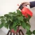 Import Garden handheld pump 2 liter air pressure sprayer bottle from China