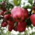 Grade 1 Fresh Huaniu Apple price on sale for export