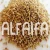 Import Grass Seed 100% Pure/ alfalfa seeds/forage grass seeds from Germany