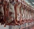 Import Halal Frozen/Fresh Boneless Beef Meat from United Kingdom