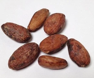 High Grade Cacao Beans ,Dried Criollo Cocoa Beans ,Organic Roasted Cacao Beans