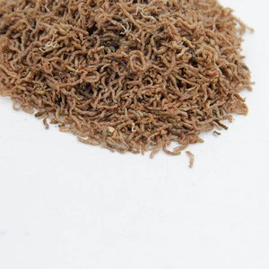 High  protein dried blood worm for pet food