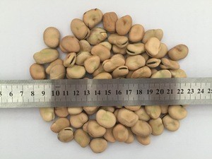 High quality broad beans egypt and broad bean
