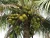 Import High Quality Green Young Coconut Wholesale Price from Bangladesh