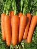 High quality organic fresh carrots with vitamin c for export