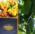 Import High quality supply natural Mango fruit Mangifera indica 25%-98% Mangiferin Mango extract from China