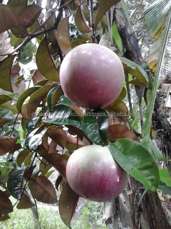 HOT SALE WITH STAR APPLE - HOT MARKET- HOT PRICE