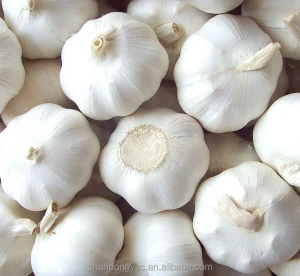 Jin xiang garlic supplier provides best fresh garlic price