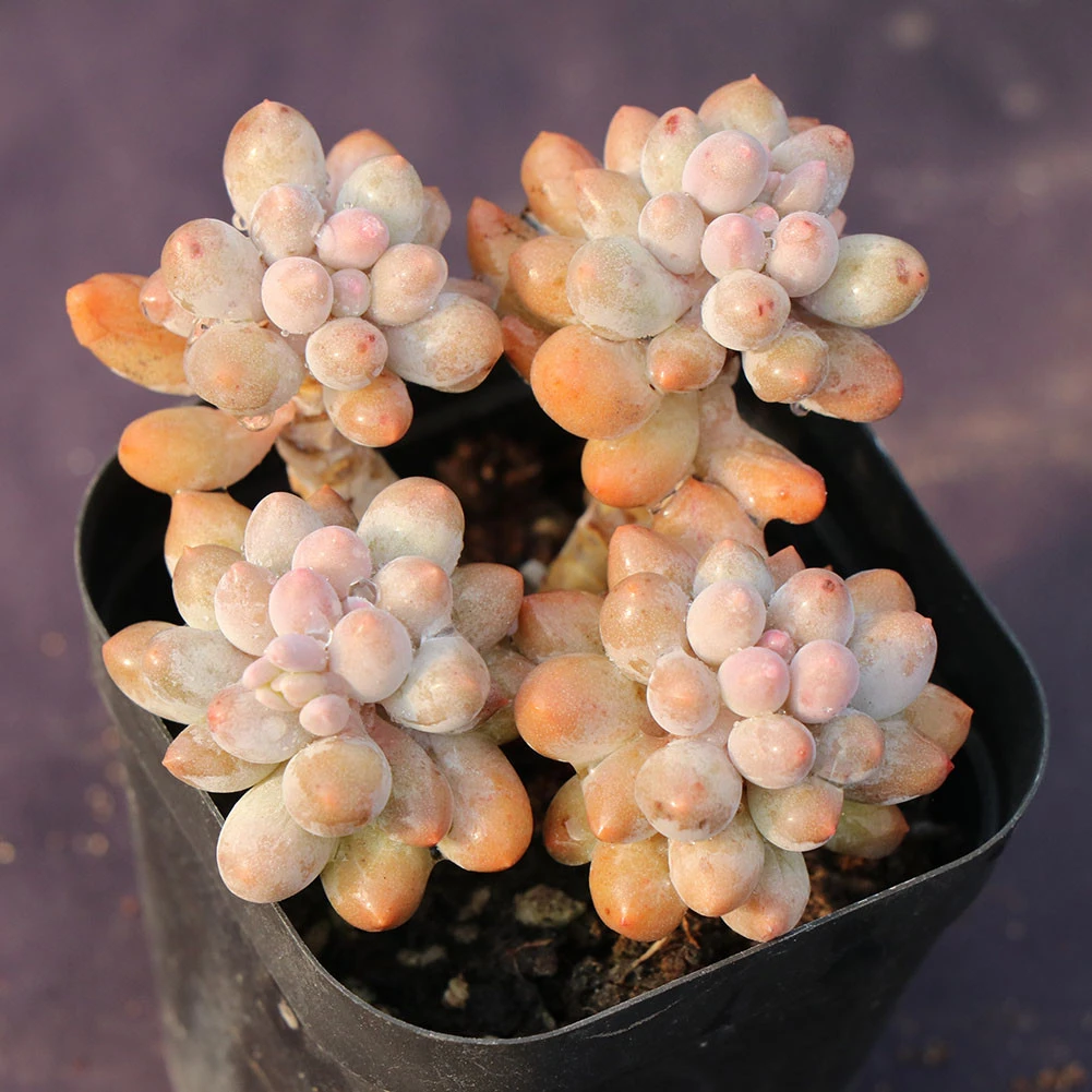 Lovely cheap ornamental plants natural succulent plant with high quality