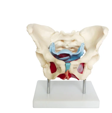 Medical teaching human skeleton pelvis anatomy model Life size female pelvis model