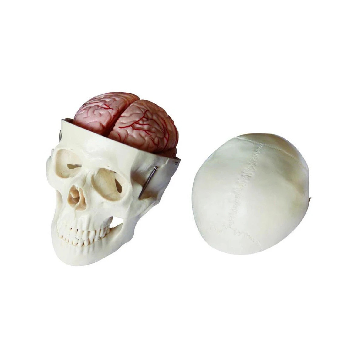 Medical teaching Skeleton Series Skull Model with 8 Parts Brain for  Medical school