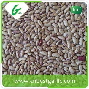 Mytext Growing speckled butter light speckled kideny beans shape