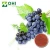 Import Natural 95%OPC grapeseed extract/grape seed extract/grape seed extract powder from China