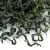 Import Natural Chinese Bulk Organic Jiaogulan Sliming Weight Loss Leaf Capsules Herbal Herb Detox Beauty Slim Jiaogulan Tea from China