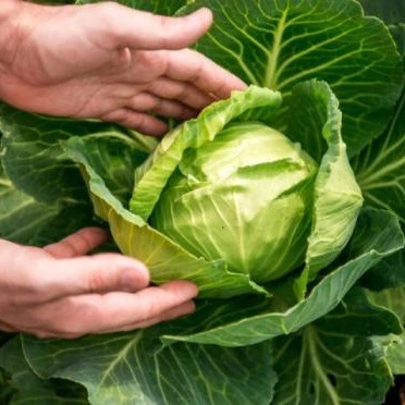 Natural Green Fresh Cabbages Fresh Cabbages