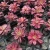Import New Bright mini Succulent Plants bonsai Medusa  colour Succulent plant  Fresh plants Shipment from China