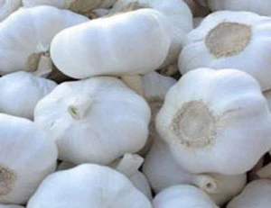 New crop fresh natural pure white garlic