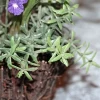 New Design Popular Decorative Artificial Plants Wholesale Mini Succulents