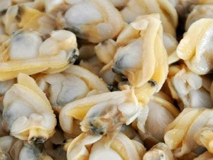 new shellfish frozen shell clam meat