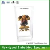New-type embedded real insect specimen in clear plastic from good educational supplies