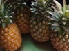 Nutritive Fresh and Quality Pineapple From Srilanka For Wholesale