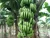 Import Organic Cultivation Type GlobalGap Certification AA Grade Green Color Fresh Cavendish Banana From Vietnam from Vietnam