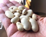 Organic dried butter beans