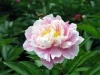 Ornamental Fresh Cut Flower Chinese Peony Herbal Peony Bouquet For Indoor and Wedding Decoration