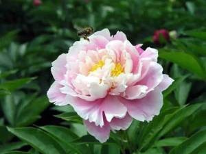 Ornamental Fresh Cut Flower Chinese Peony Herbal Peony Bouquet For Indoor and Wedding Decoration