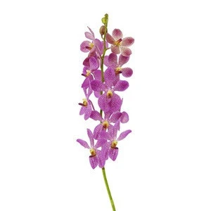 Pink Fresh Cut Mokara Orchid High Quality Flower