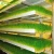 Import Best Quality Plastic Hydroponic Fodder Seedling Trays For Animal Feeding from China