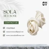 Popular Eco-Friendly Handcrafted Wholesale Sola Wood Bud Roses: Versatile Decor Element for Home & Office Fragrance