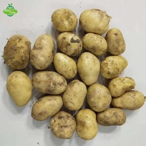 potato seed,high germination rate,export potato seed